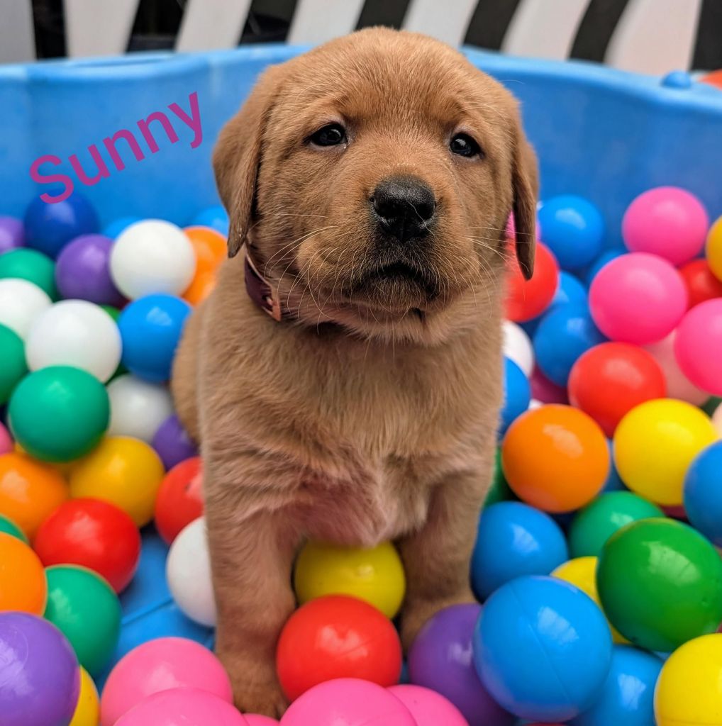 Sunny.jpg