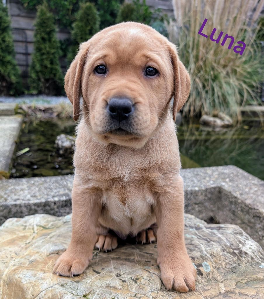 Luna.jpg
