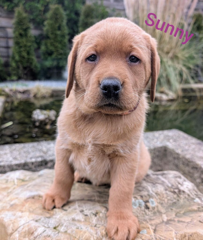 Sunny.jpg