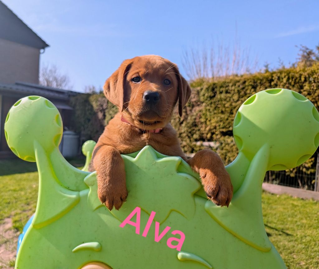 Alva.jpg