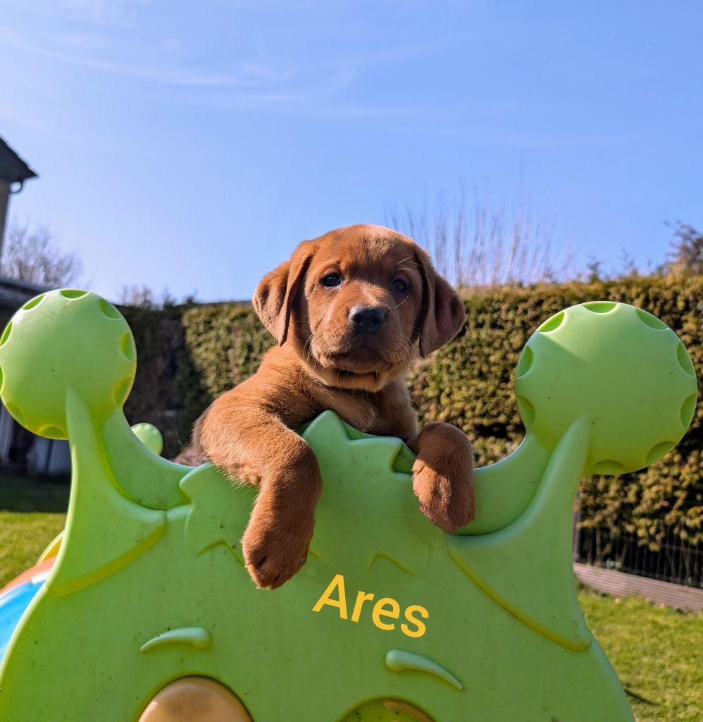 Ares.jpg