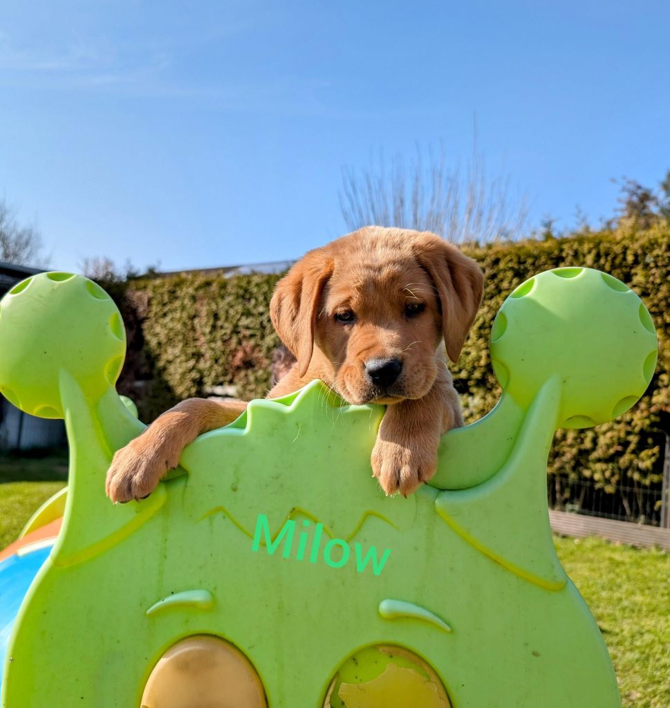 Milow.jpg