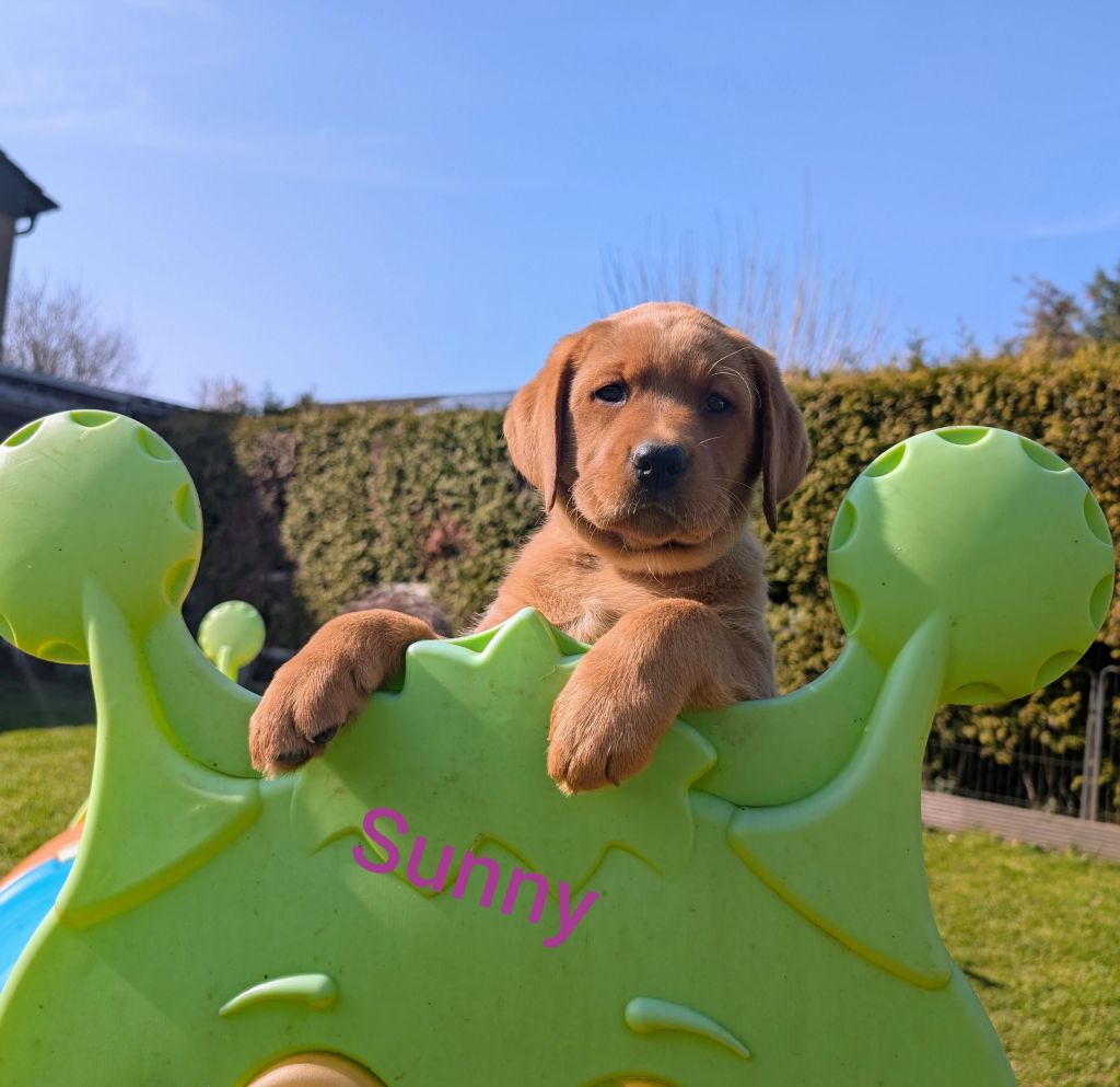 Sunny.jpg