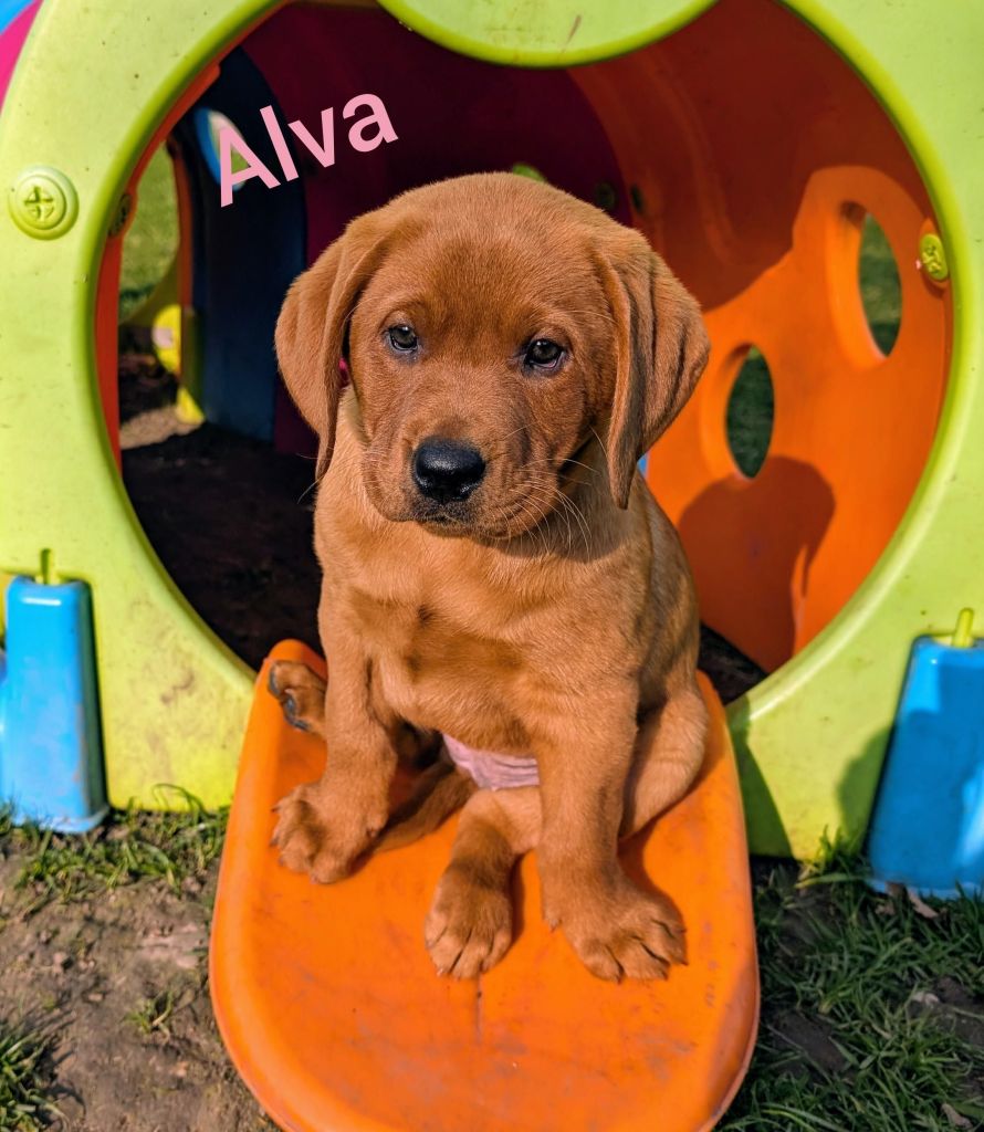 Alva.jpg