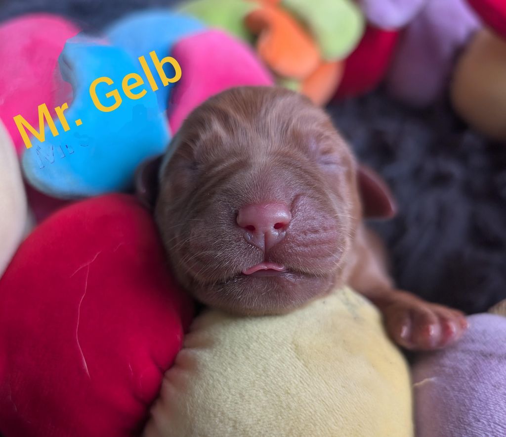 Mr. Gelb.jpg