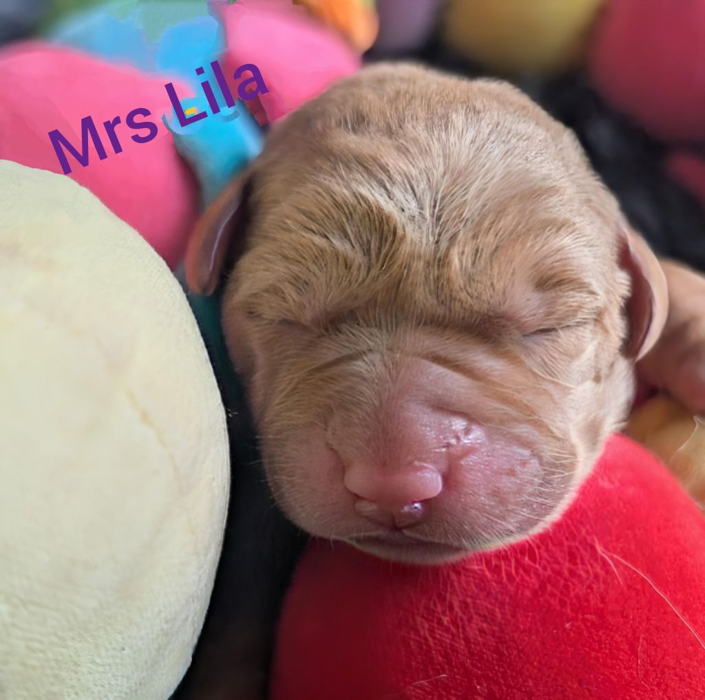 Mrs Lila.jpg