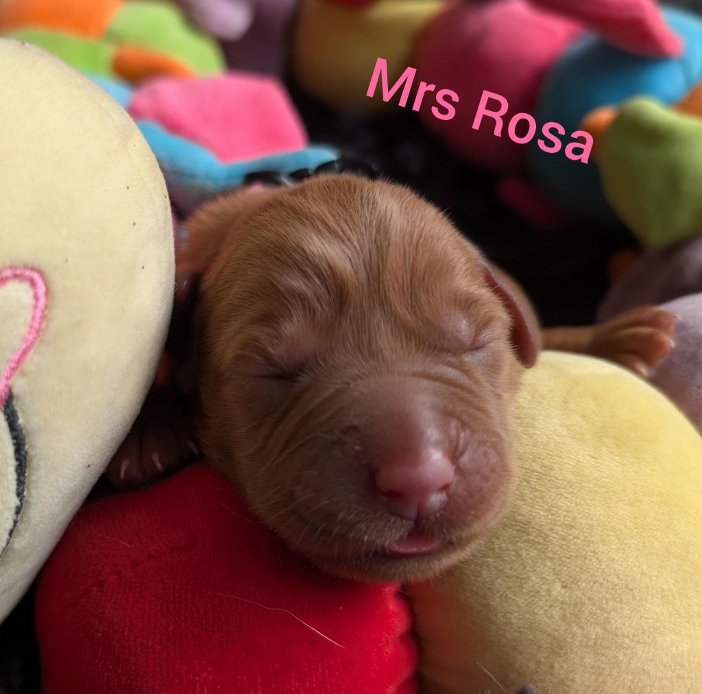 Mrs Rosa.jpg