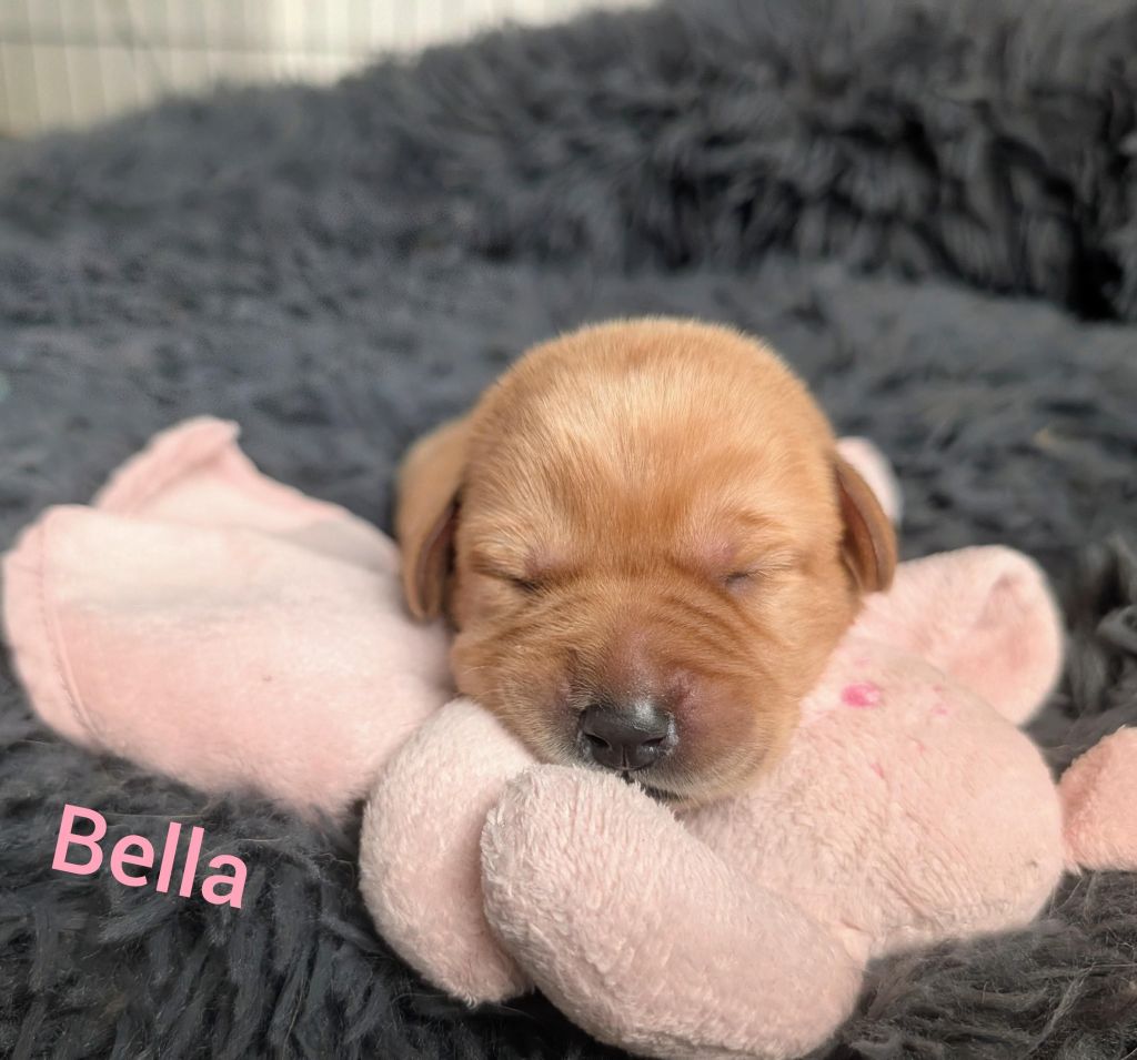 Bella.jpg