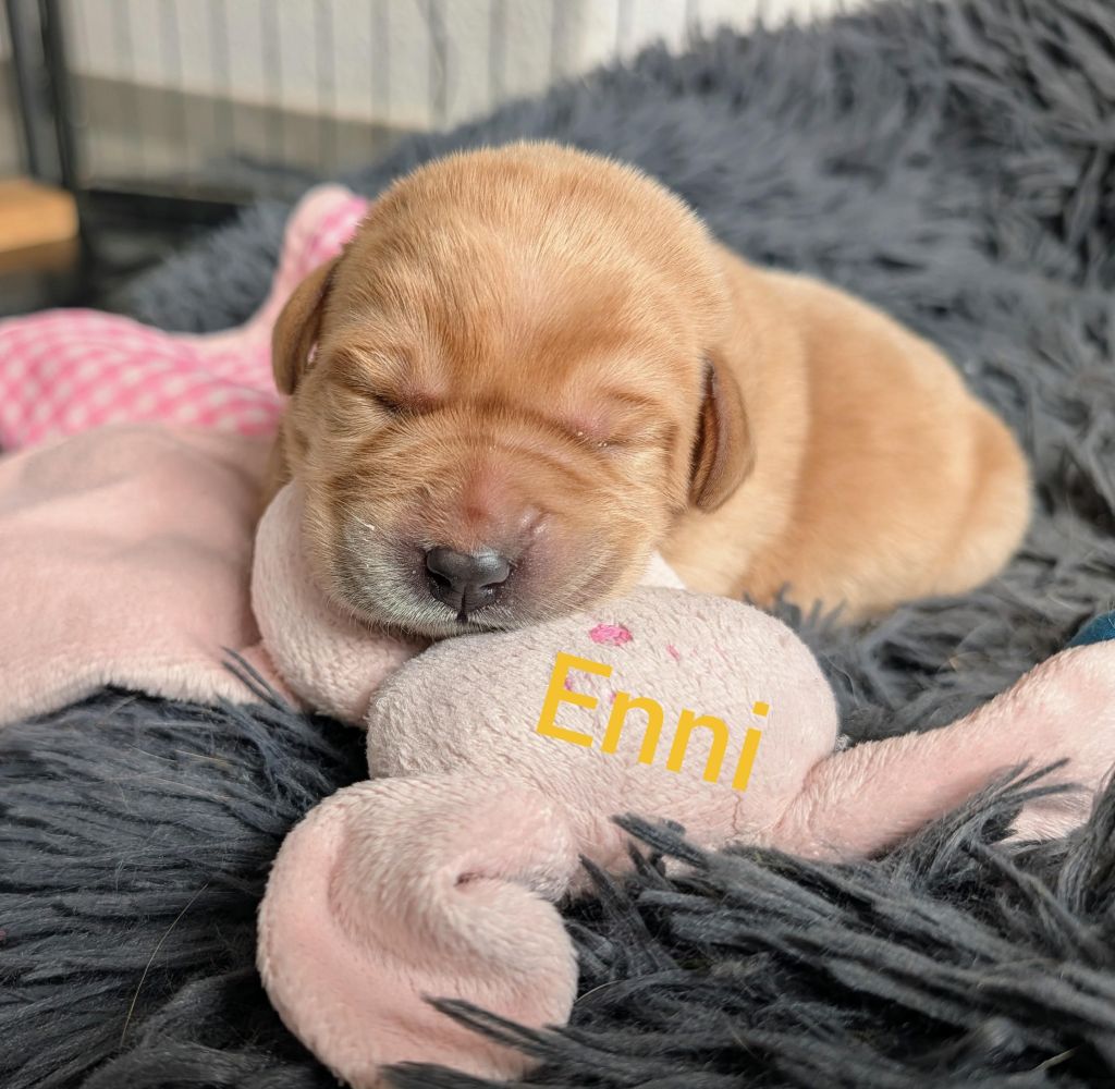 Enni.jpg