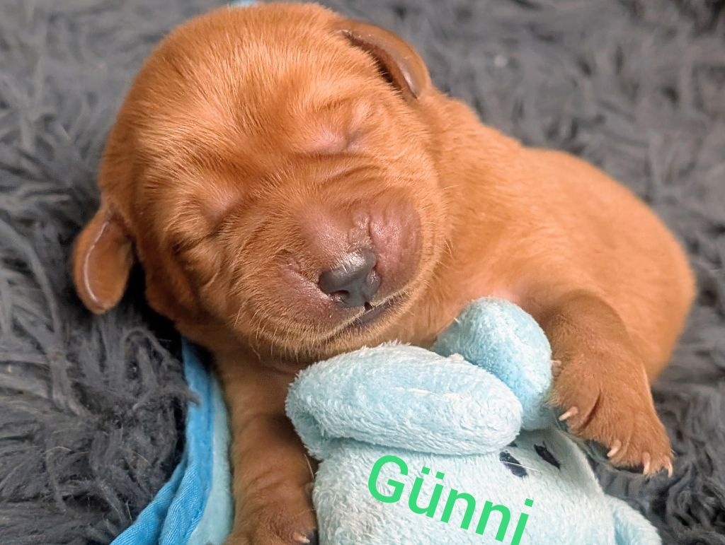 Günni.jpg