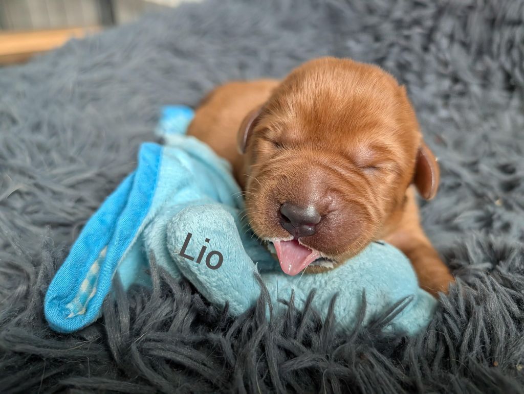 Lio.jpg