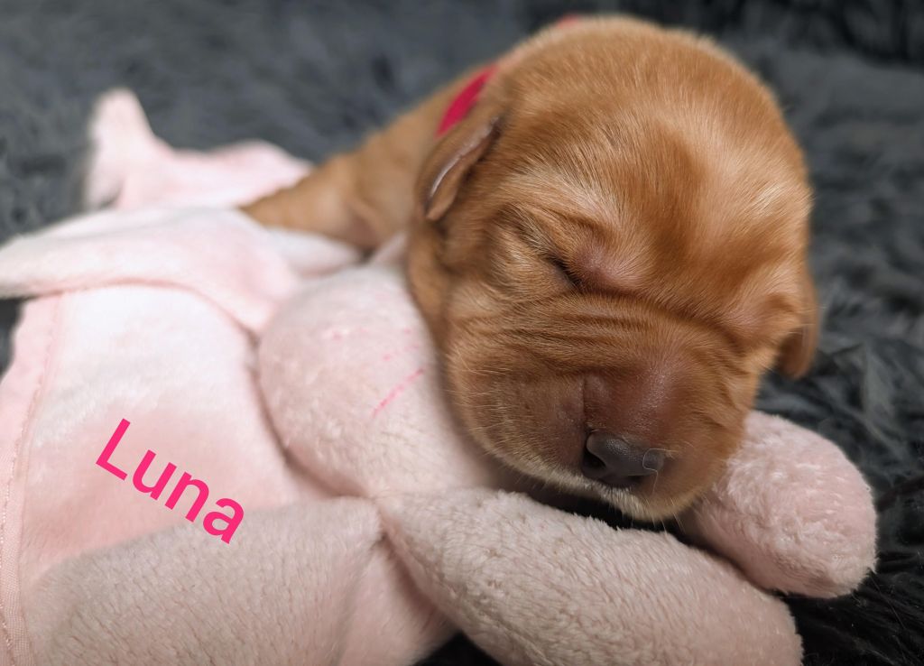 Luna.jpg
