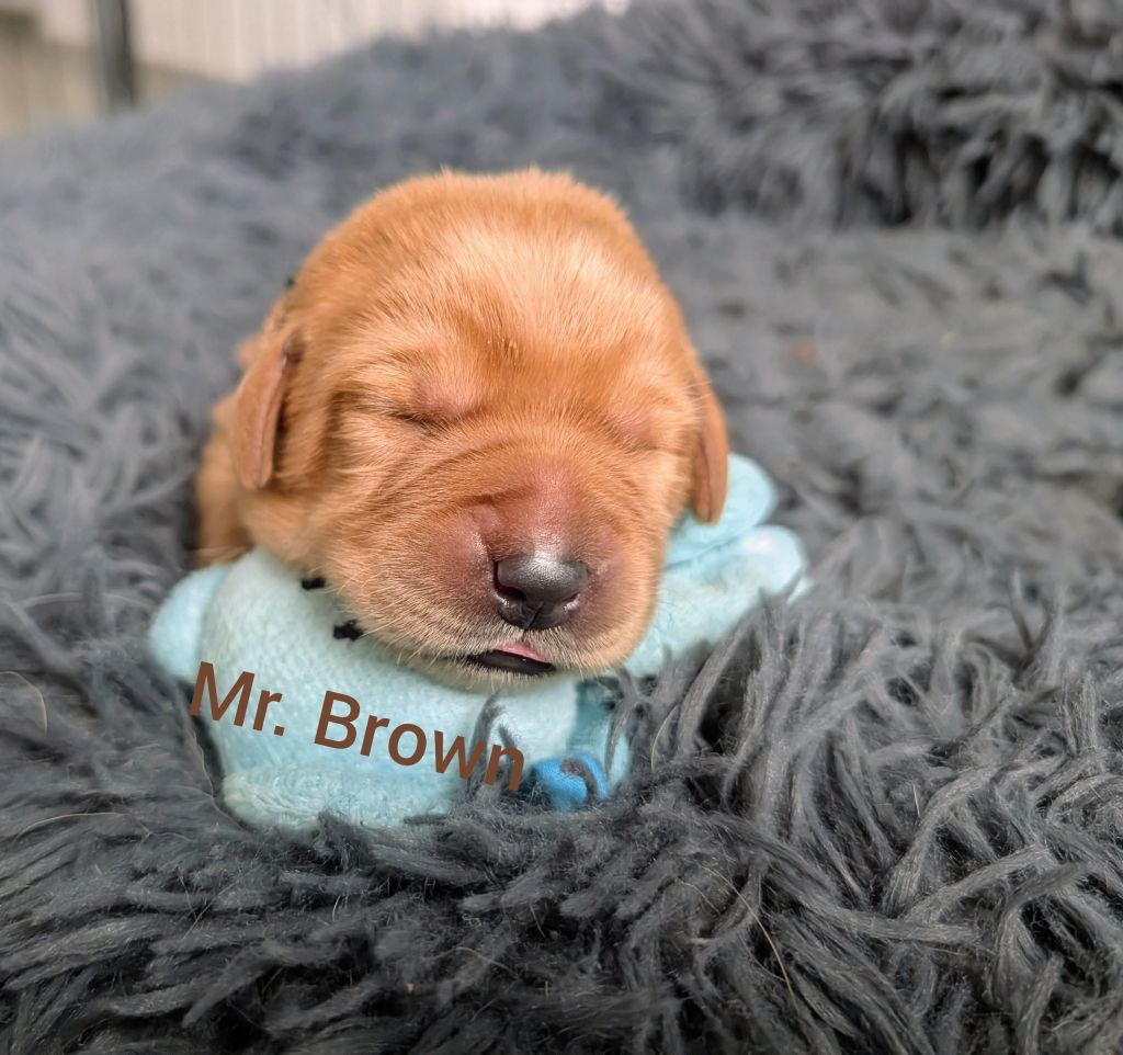 Mr. Braun.jpg