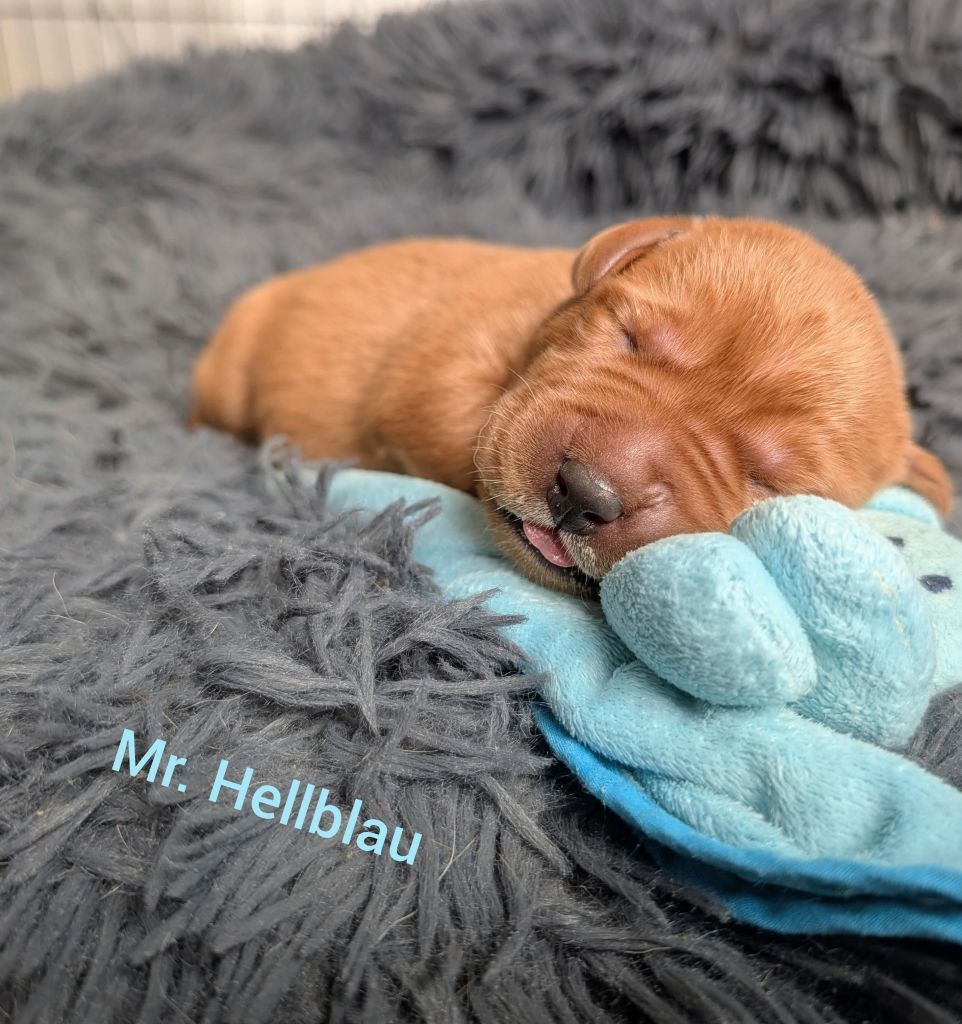 Mr. Hellblau.jpg