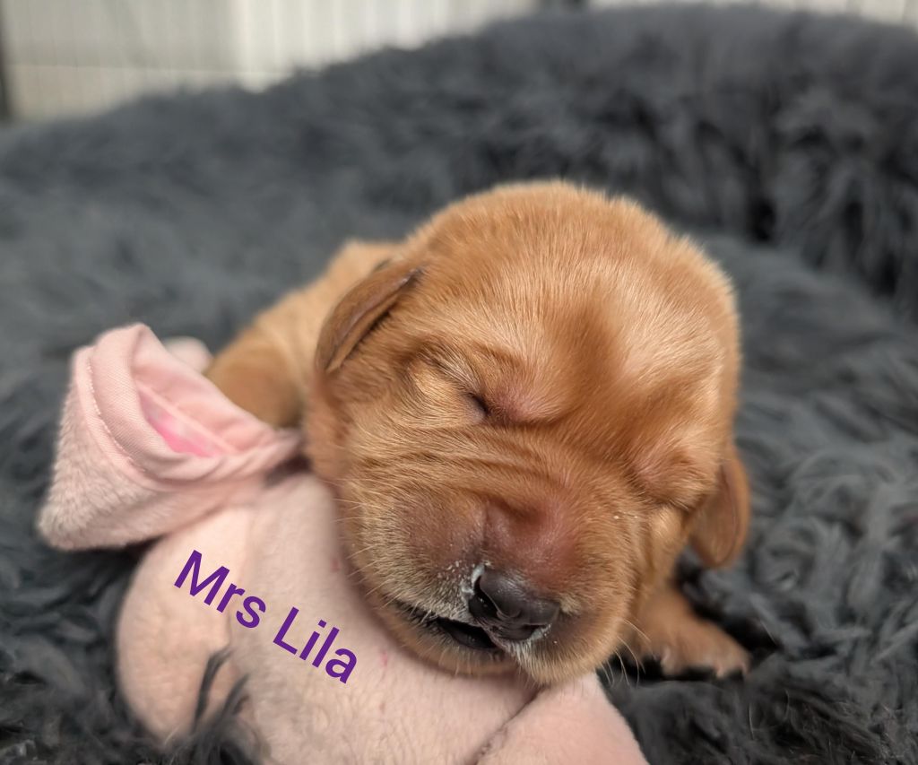 Mrs Lila.jpg