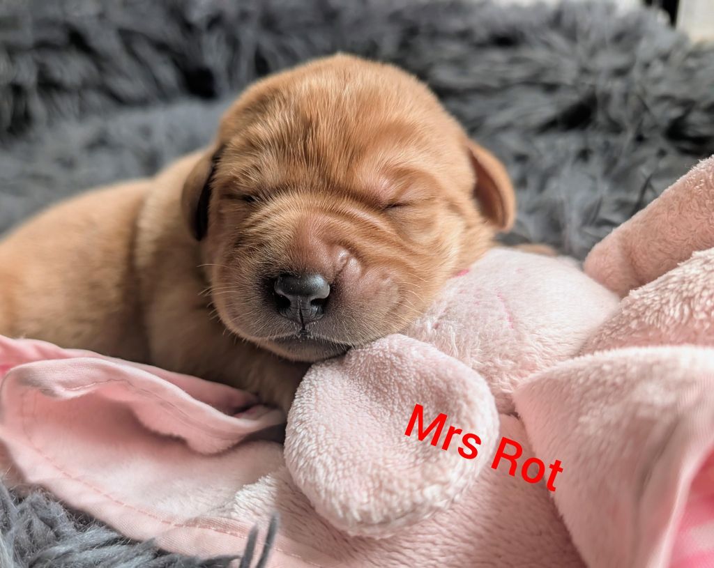 Mrs Rot.jpg