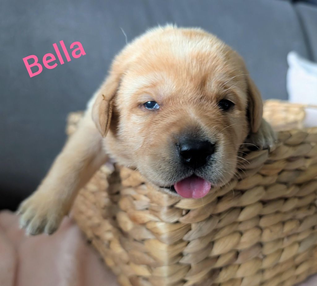 Bella.jpg