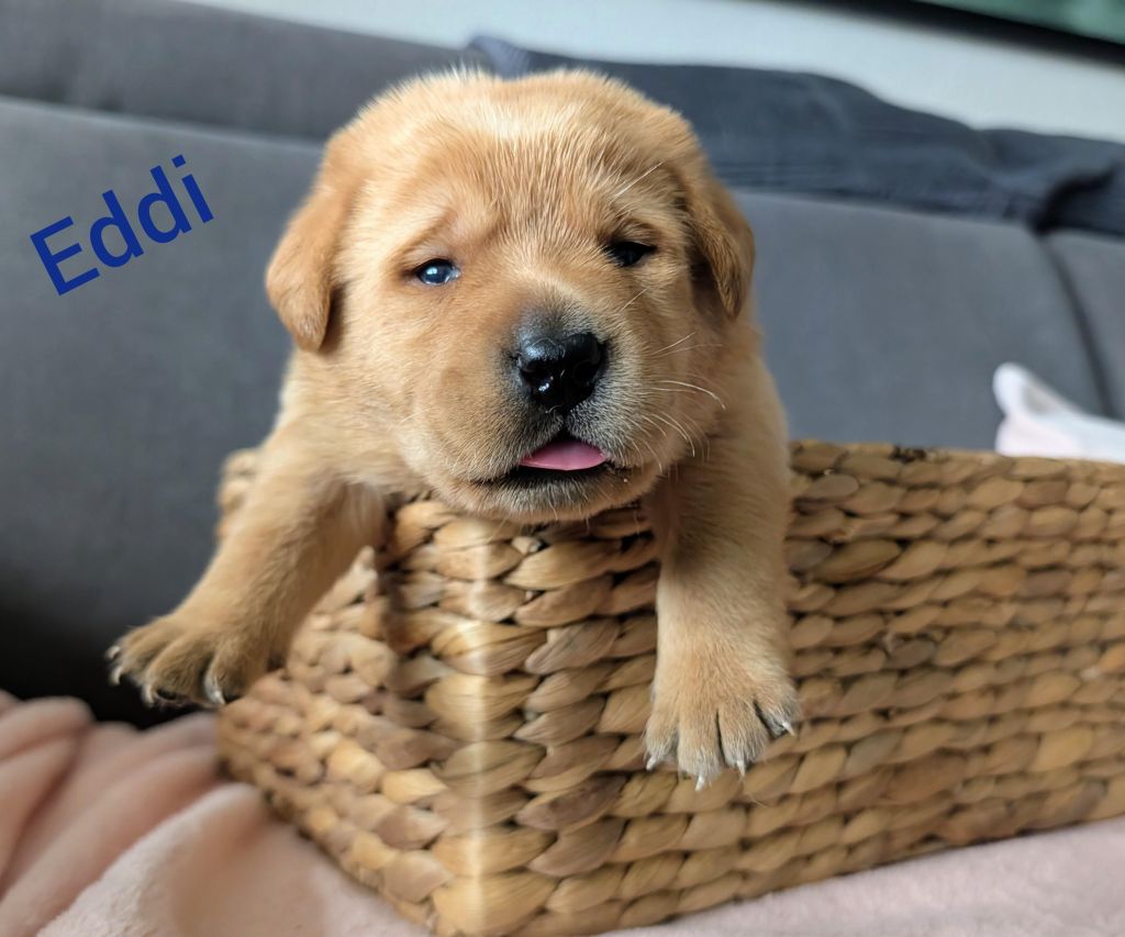 Eddi.jpg