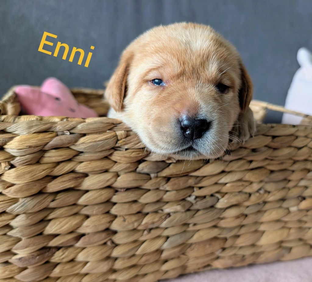 Enni.jpg
