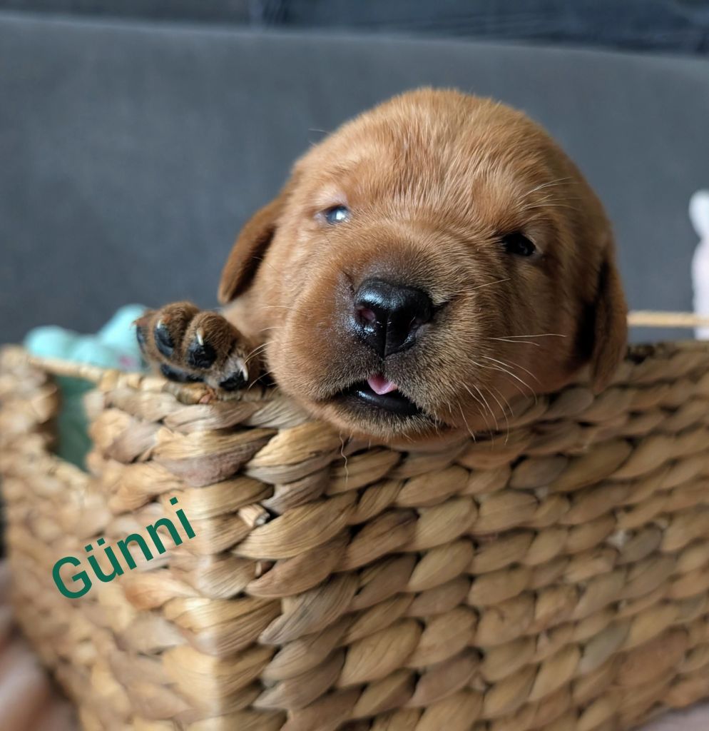 Günni.jpg