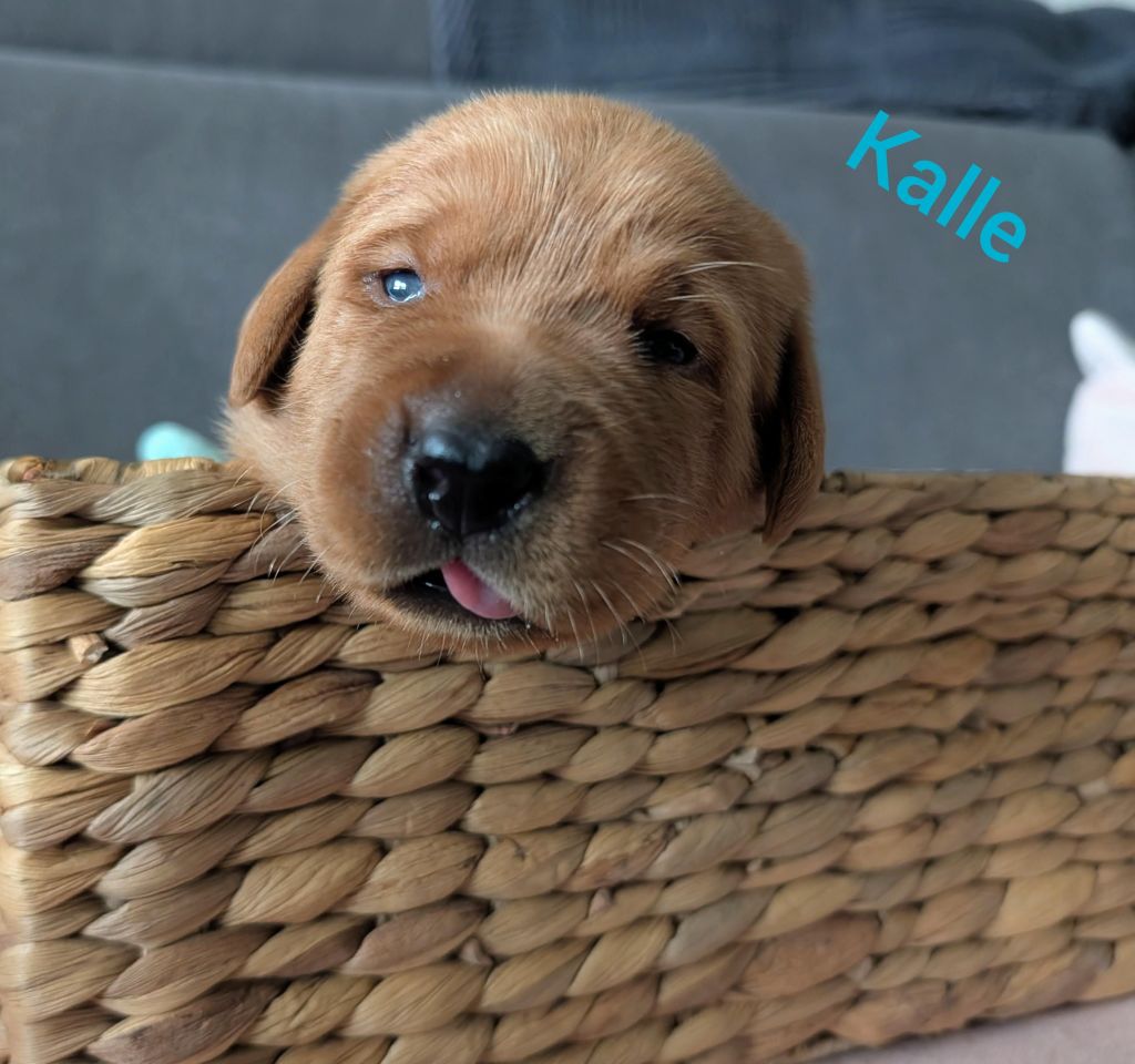 Kalle.jpg