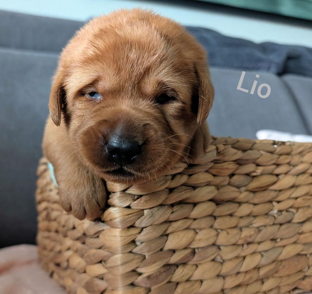 Lio.jpg