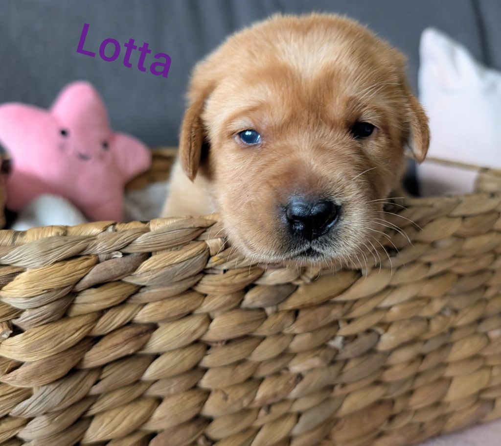 Lotta.jpg
