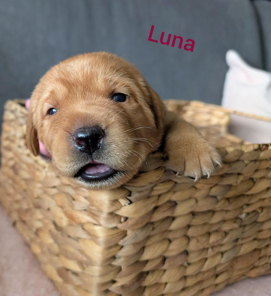 Luna.jpg