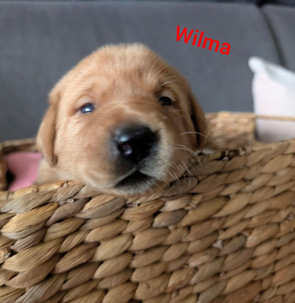 Wilma.jpg