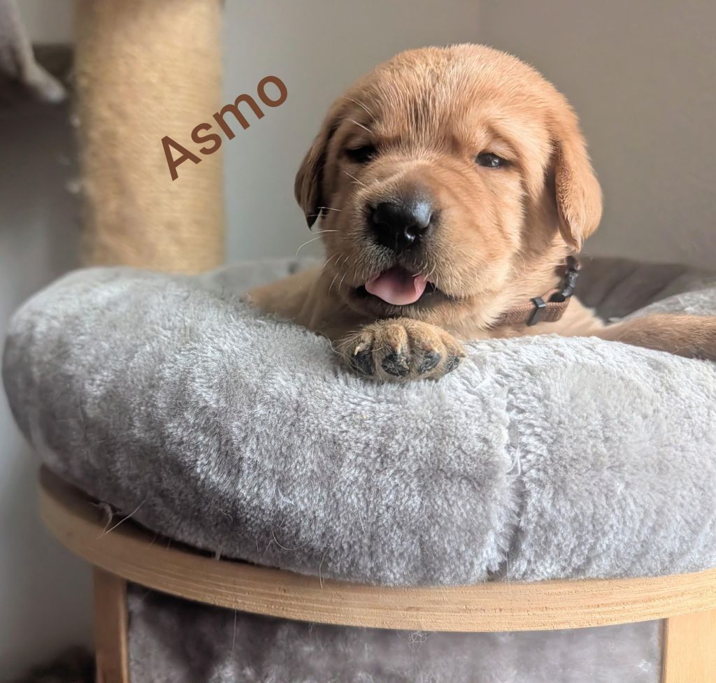 Asmo.jpg