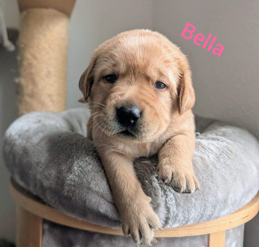 Bella.jpg