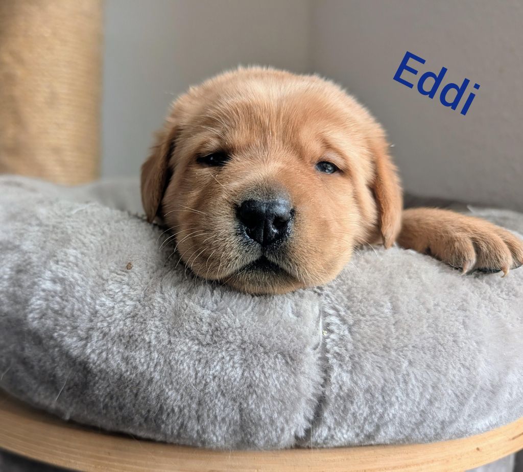 Eddi.jpg