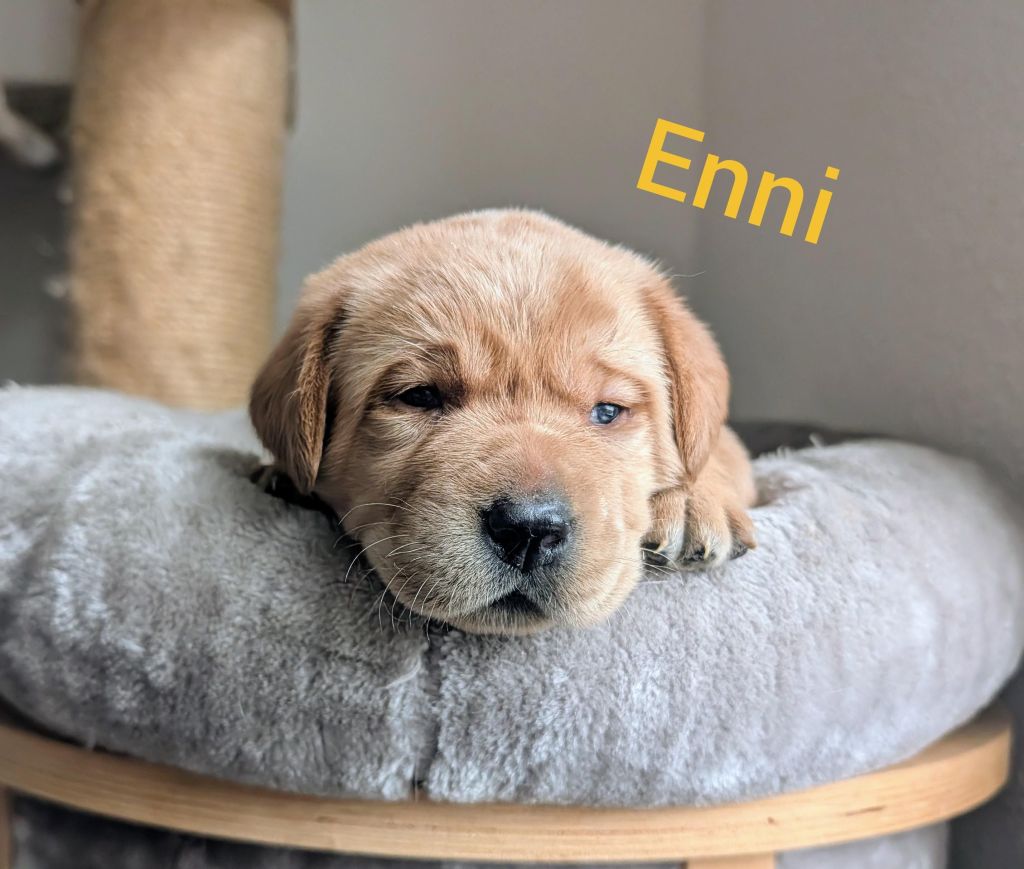 Enni.jpg