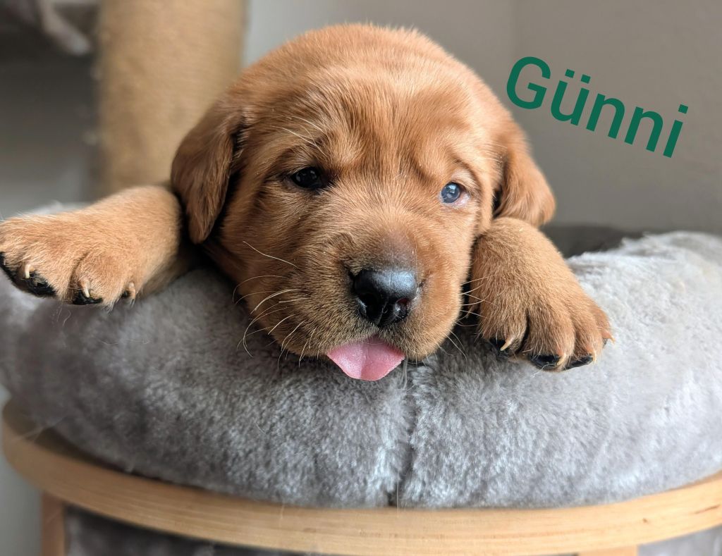 Günni.jpg