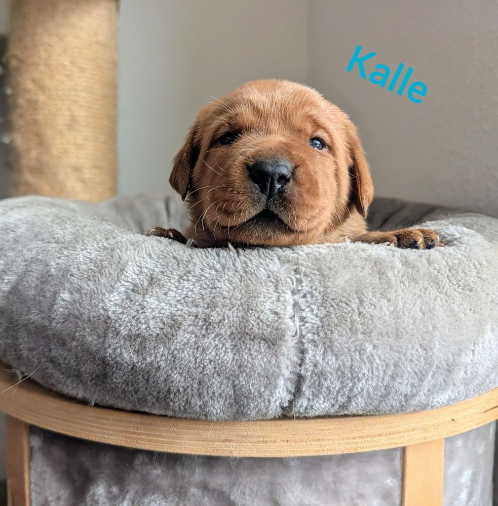 Kalle.jpg