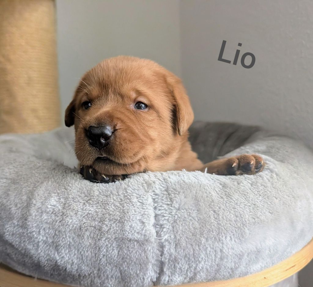 Lio.jpg