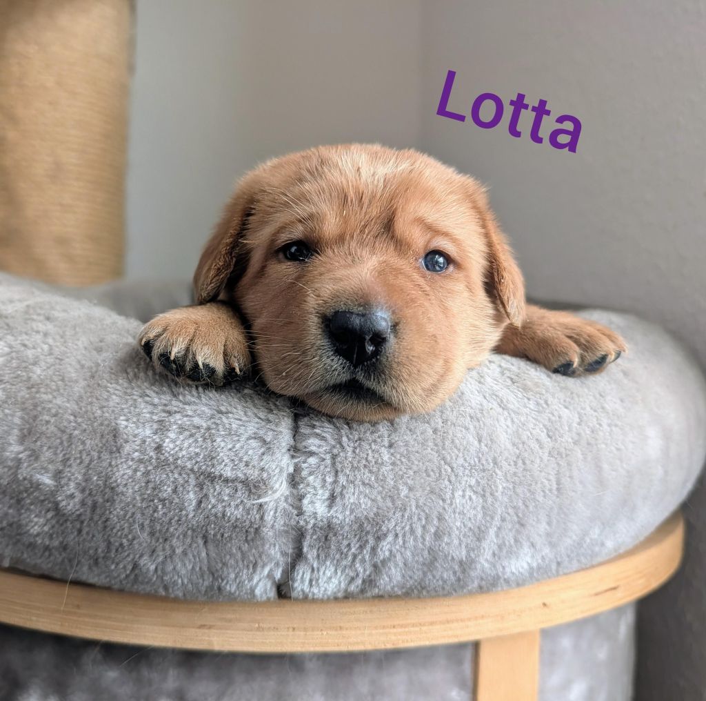 Lotta.jpg