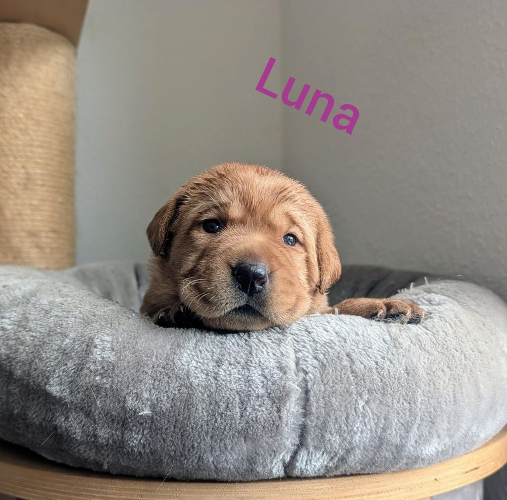Luna.jpg