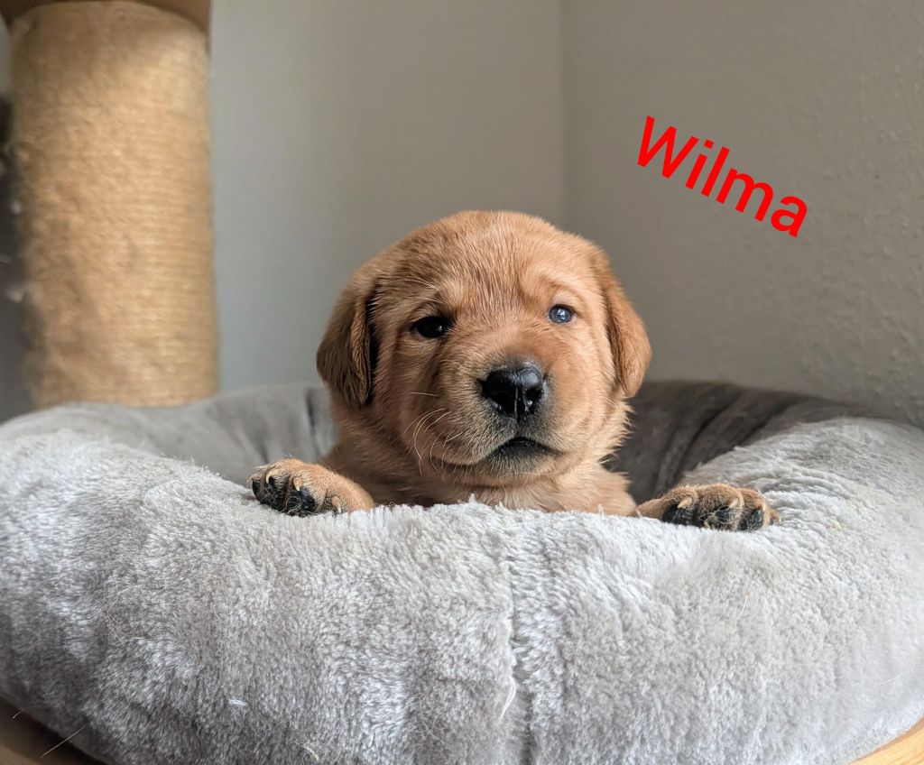Wilma.jpg