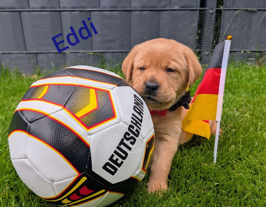 Eddi.jpg