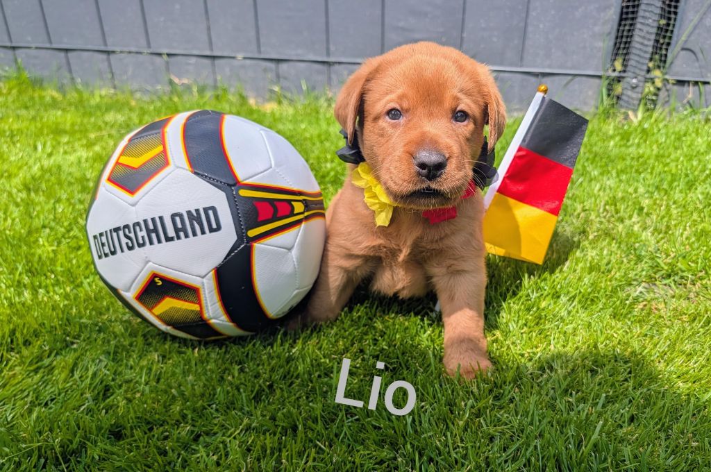 Lio.jpg