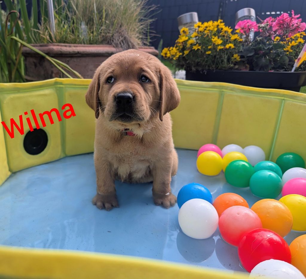 Wilma.jpg