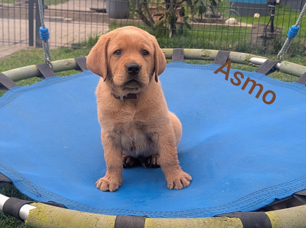 Asmo.jpg