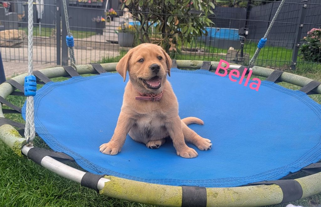 Bella.jpg