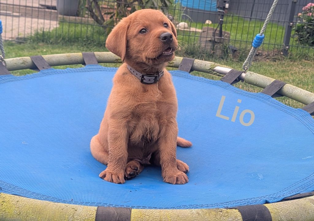 Lio.jpg