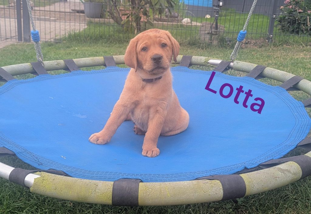 Lotta.jpg