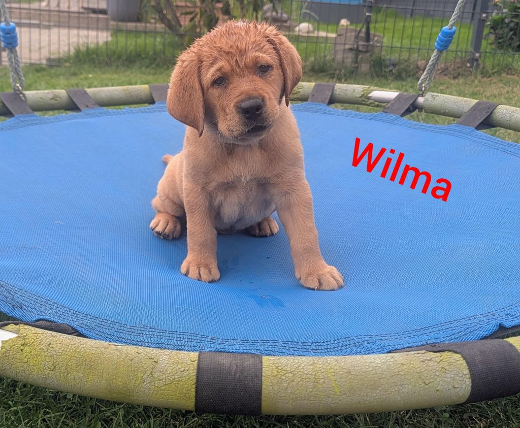 Wima.jpg