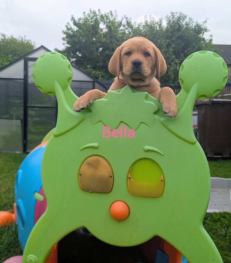 Bella.jpg
