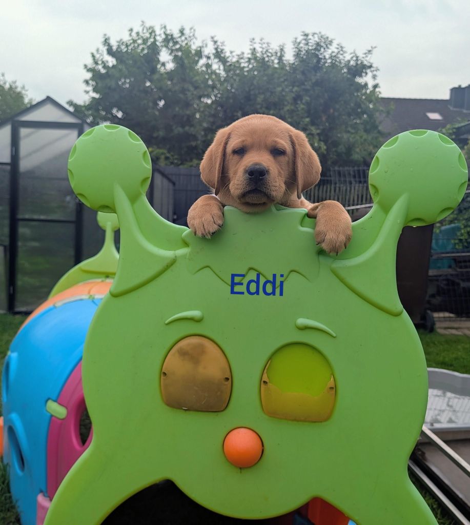 Eddi.jpg