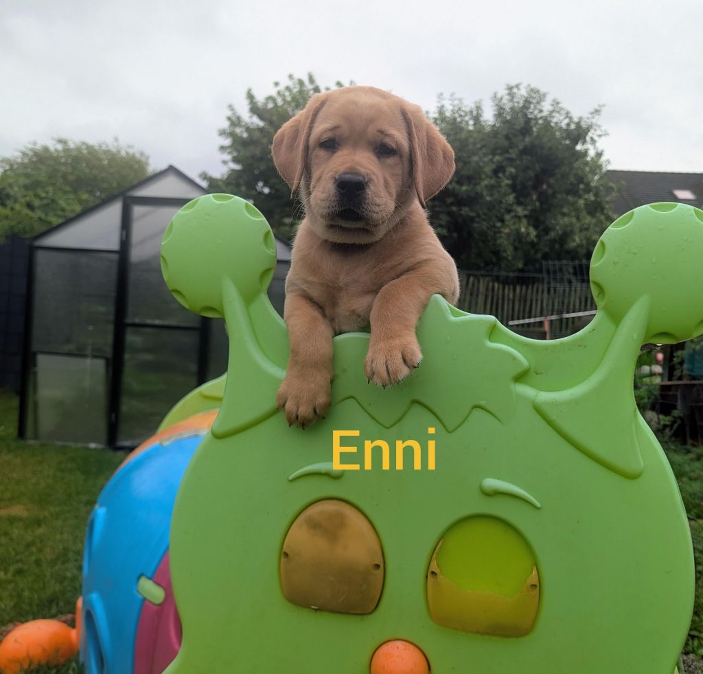 Enni.jpg